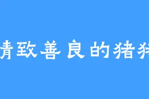 精致善良的猪猪