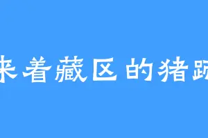 来着藏区的猪蹄